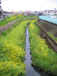 2017/04/09_芝川の菜の花