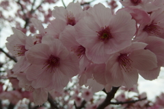 2016/03/27_高尾さくら公園の桜（陽光）