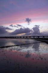 2015/06/28_水田の夕暮れ