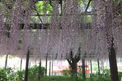 2015/05/03_玉敷公園の藤