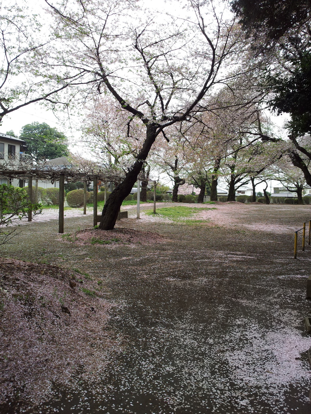 2016/04/10_氷川児童公園の桜