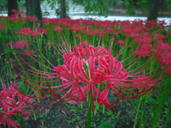 2016/09/10_巾着田の曼珠沙華