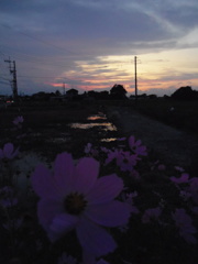 2017/09/24_コスモスと水田の夕暮れ