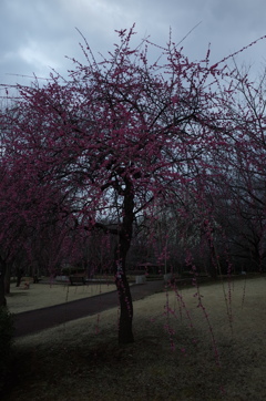 2016/02/28_花の丘農林公苑の枝垂れ梅