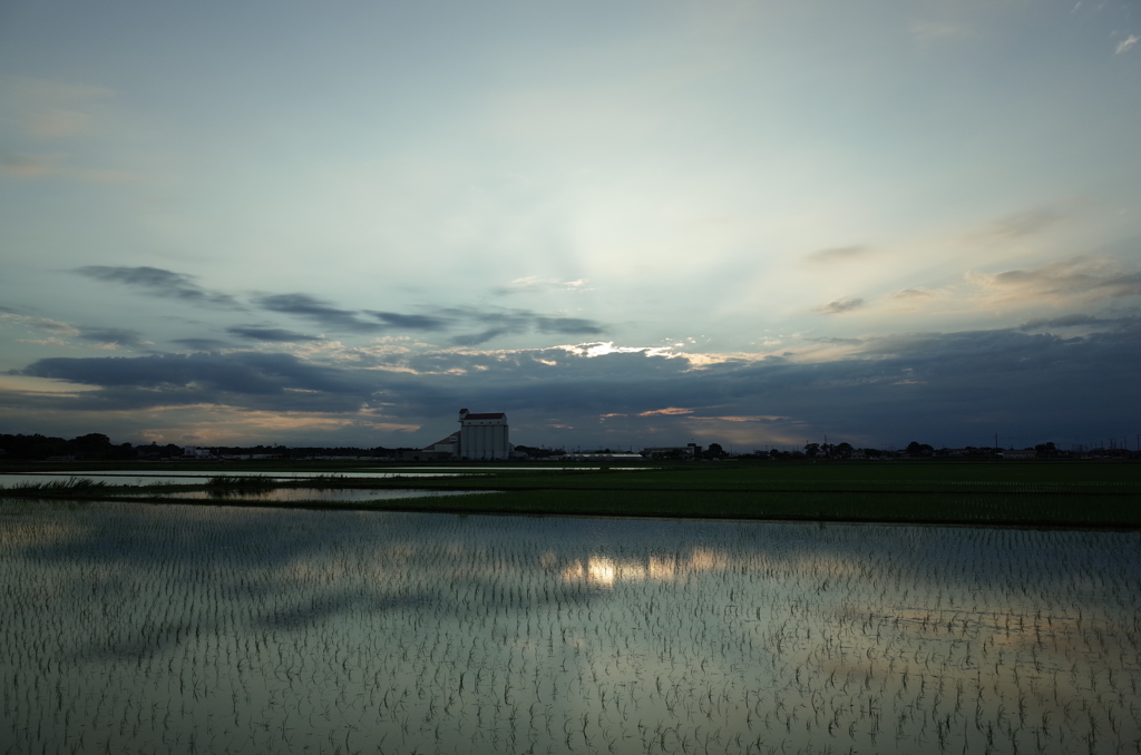 2015/06/21_水田の夕暮れ