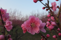 2015/03/21_紅梅