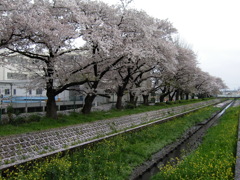 2017/04/09_芝川の桜と菜の花