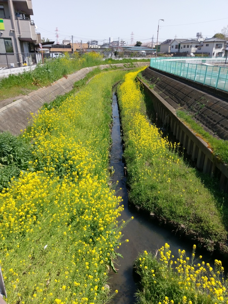 2019/04/06_芝川の菜の花