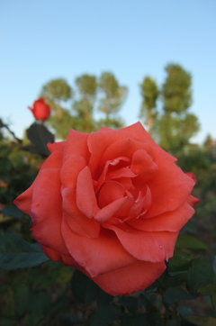 2015/10/18_伊奈バラ園の薔薇