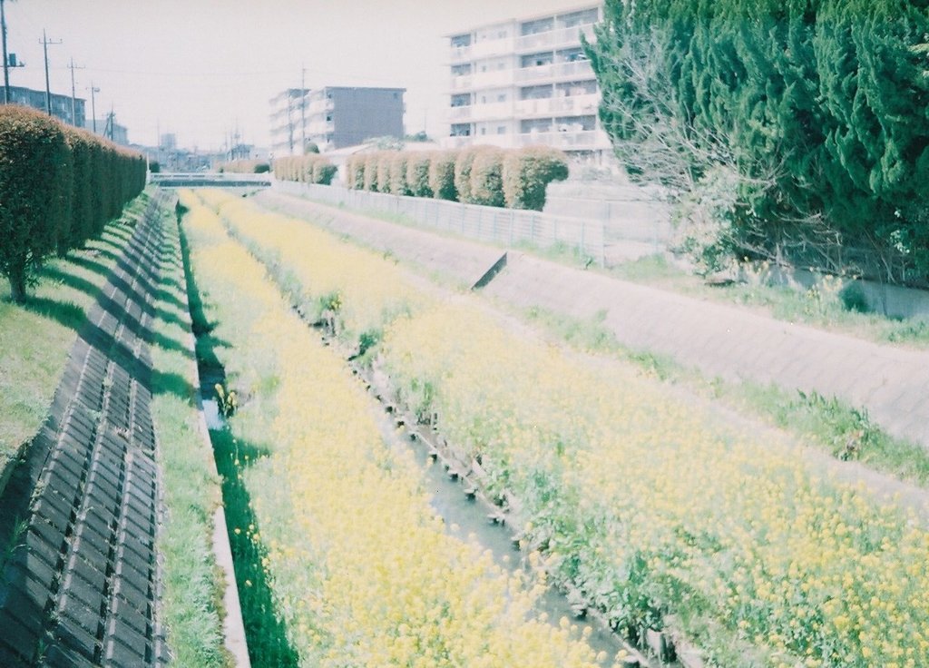 2019/04/06_芝川の菜の花