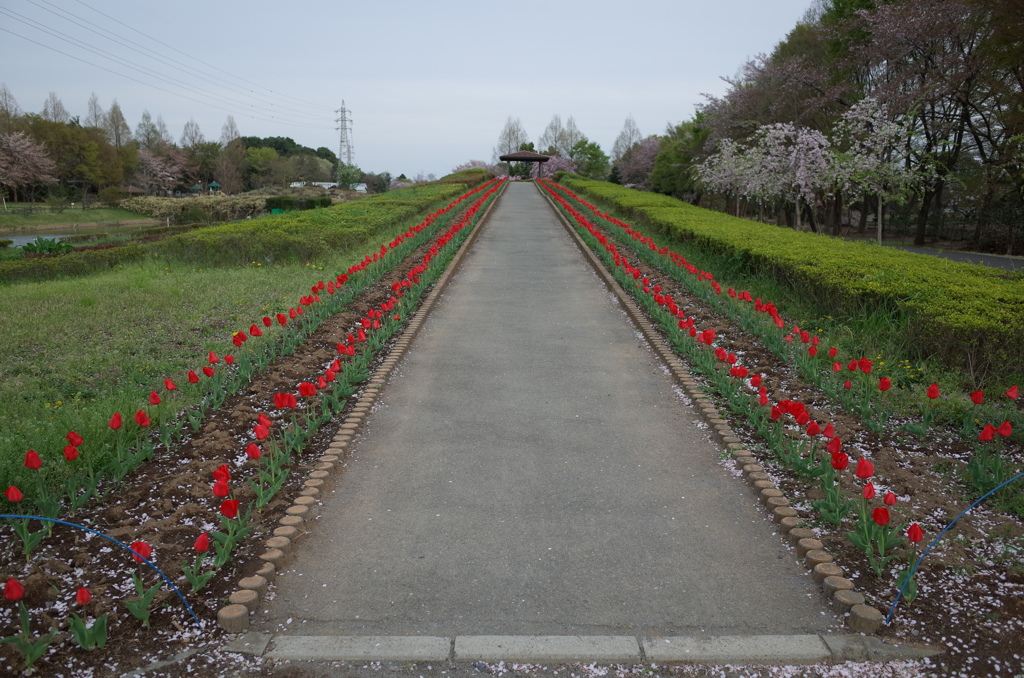 2016/04/09_花の丘農林公苑のチューリップ