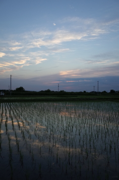 2015/05/24_水田の夕暮れ