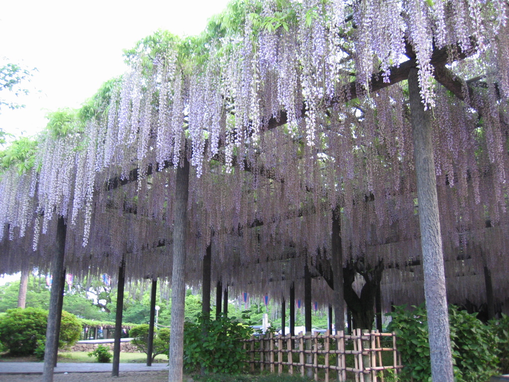 2016/05/07_玉敷公園の藤