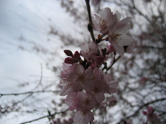 2016/03/27_高尾さくら公園のタキザクラ