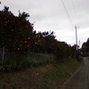 2018/11/18_外秩父山中の蜜柑園