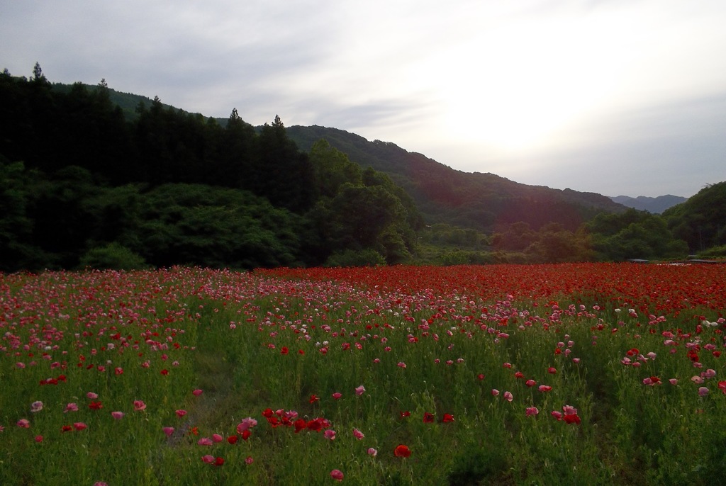 2015/05/23_ポピー畑