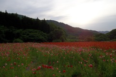 2015/05/23_ポピー畑