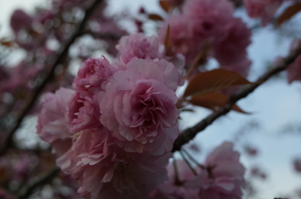 2016/04/16_見沼代用水の八重桜