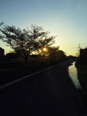 2017/04/15_夕暮れ桜と水溜まり