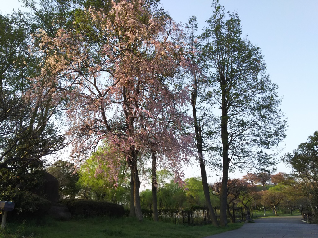 2017/04/16_さきたま古墳公園の夕暮れ桜