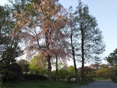 2017/04/16_さきたま古墳公園の夕暮れ桜