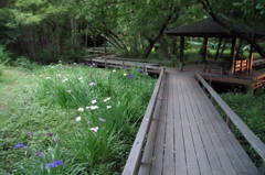 2014/06/14_伊奈町制施行記念公園の池