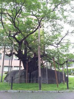 2016/07/16_石割桜