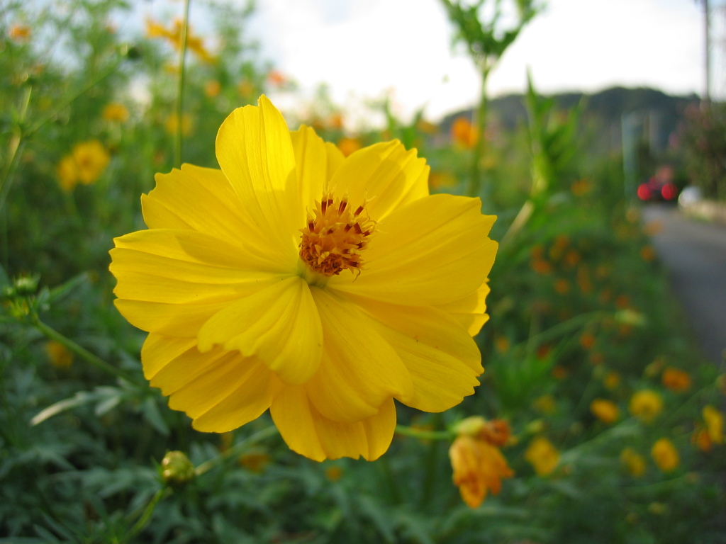 2016/09/10_キバナコスモス