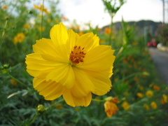 2016/09/10_キバナコスモス