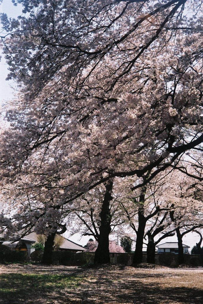 2019/04/06_氷川児童公園の桜