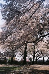 2019/04/06_氷川児童公園の桜