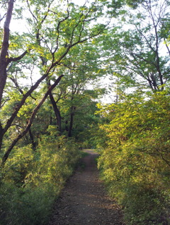 2016/04/30_トロッコ公園の木立ち