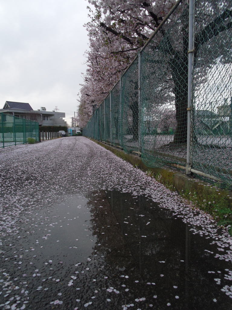 2017/04/09_水溜まりに曇天の桜