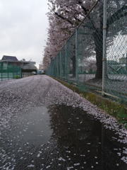 2017/04/09_水溜まりに曇天の桜