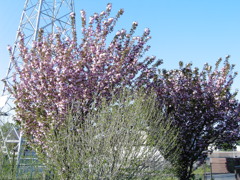 2017/04/23_花の丘農林公苑の八重桜