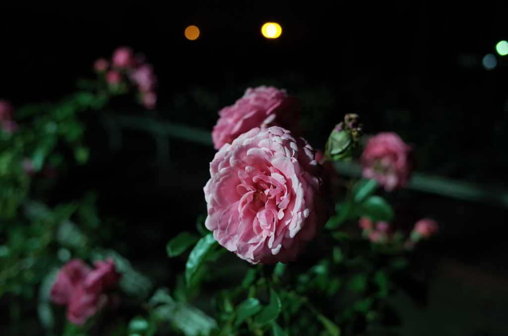 2014/11/08_夜の伊奈バラ園