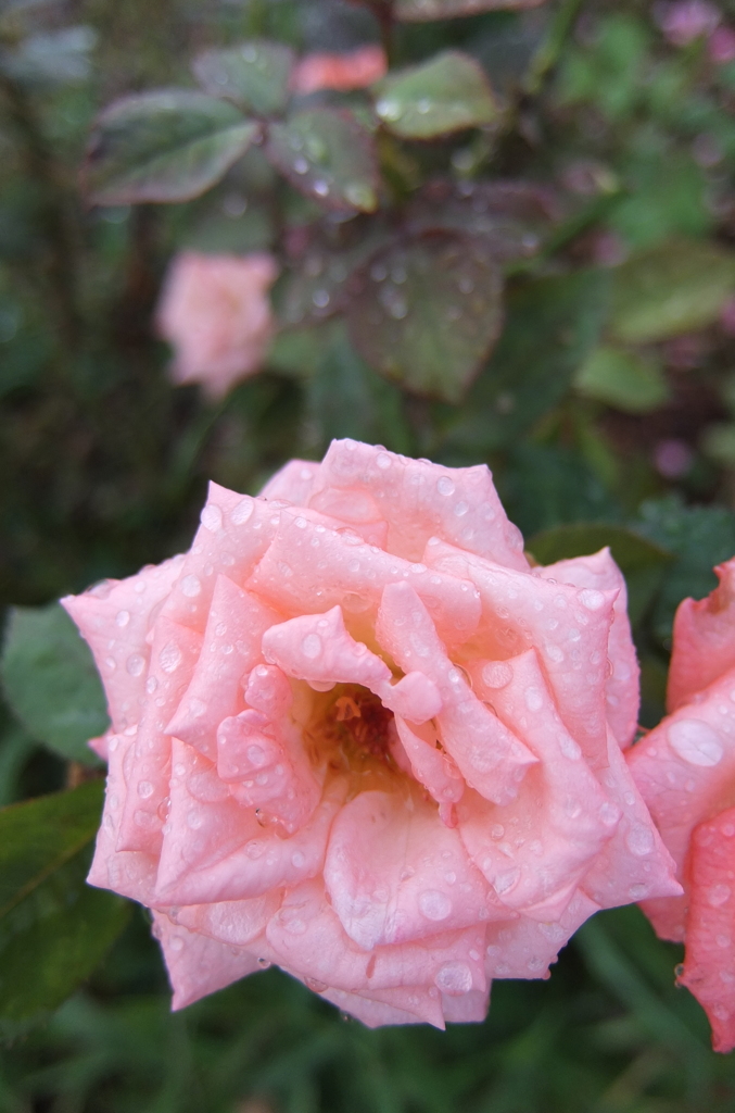 2014/06/29_雨上がりの伊奈バラ園