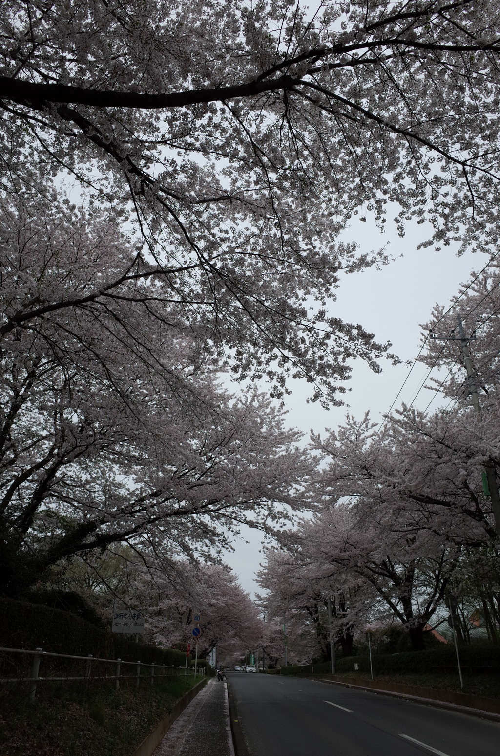 2015/04/04_無線山の桜