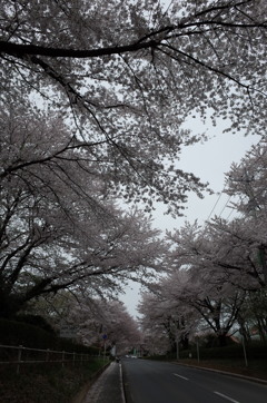 2015/04/04_無線山の桜