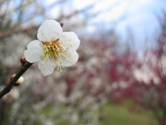 2016/02/28_花の丘農林公苑の白梅