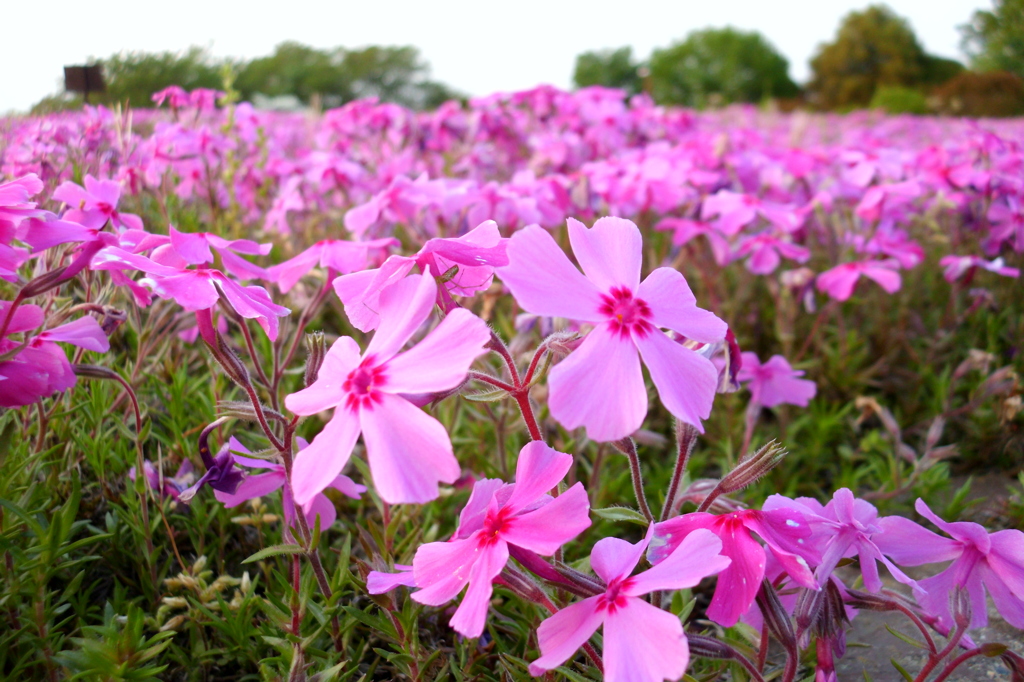 2015/04/25_花の丘農林公苑の芝桜