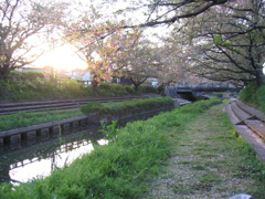 2017/04/16_元荒川の夕暮れ桜