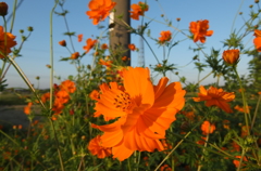 2015/09/22_キバナコスモス