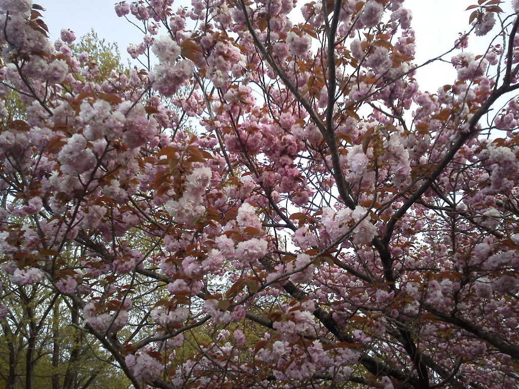 2018/04/16_美の山公園の花