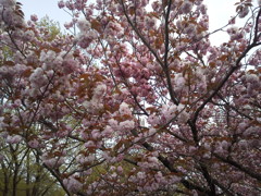 2018/04/16_美の山公園の花