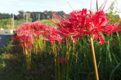 2015/09/22_彼岸花