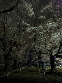 2016/04/02_小室無線山の夜桜