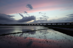 2015/06/28_水田の夕暮れ