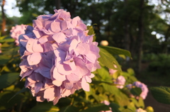 2014/06/14_伊奈アジサイ園