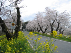2016/04/03_城ヶ谷堤の桜と菜の花